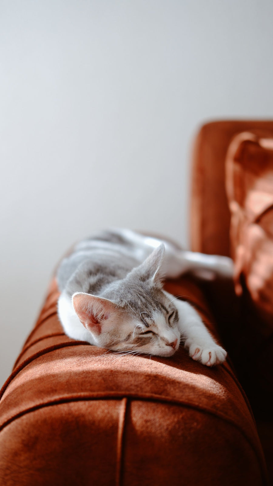 Chat gris endormi sur un plaid terracotta