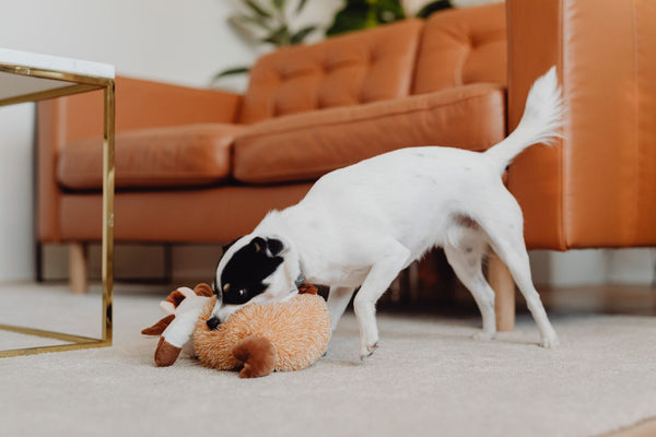 Chien jouant avec sa peluche devant un canapé en cuir