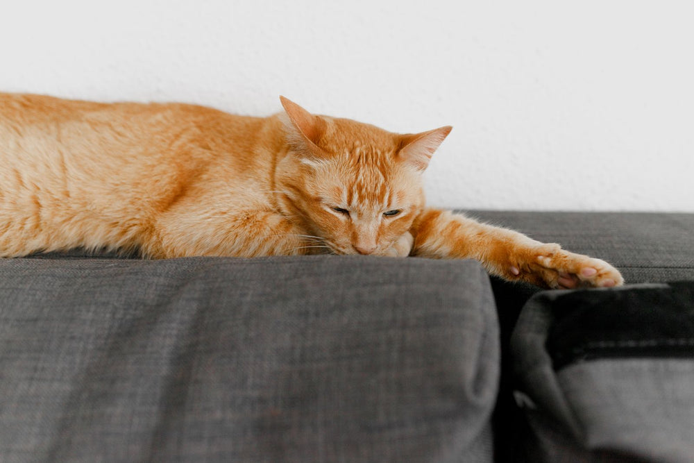 Chat roux endormi sur le dossier d'un canapé