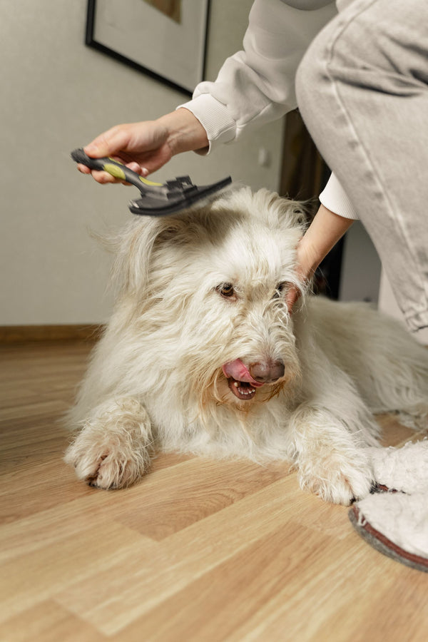 Brossage du pelage d'un chien à poils longs à la maison