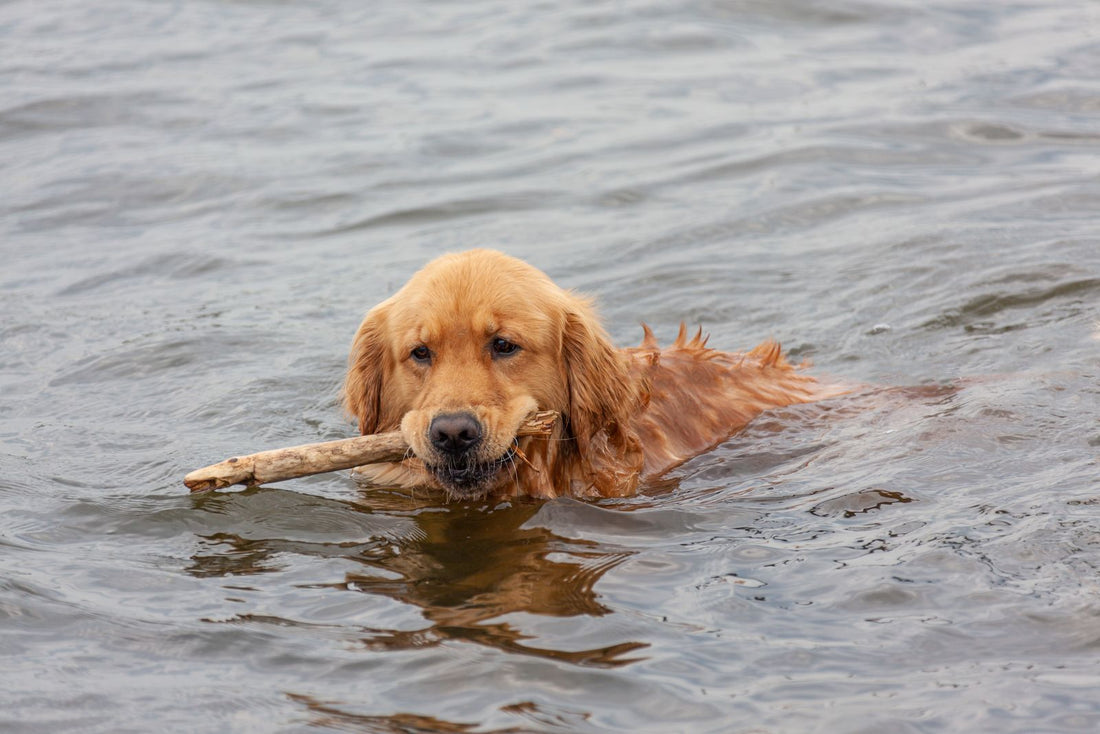 Golden retriever nageant dans un lac