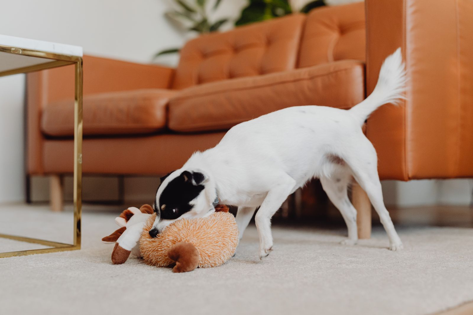 Chien jouant avec sa peluche devant un canapé en cuir