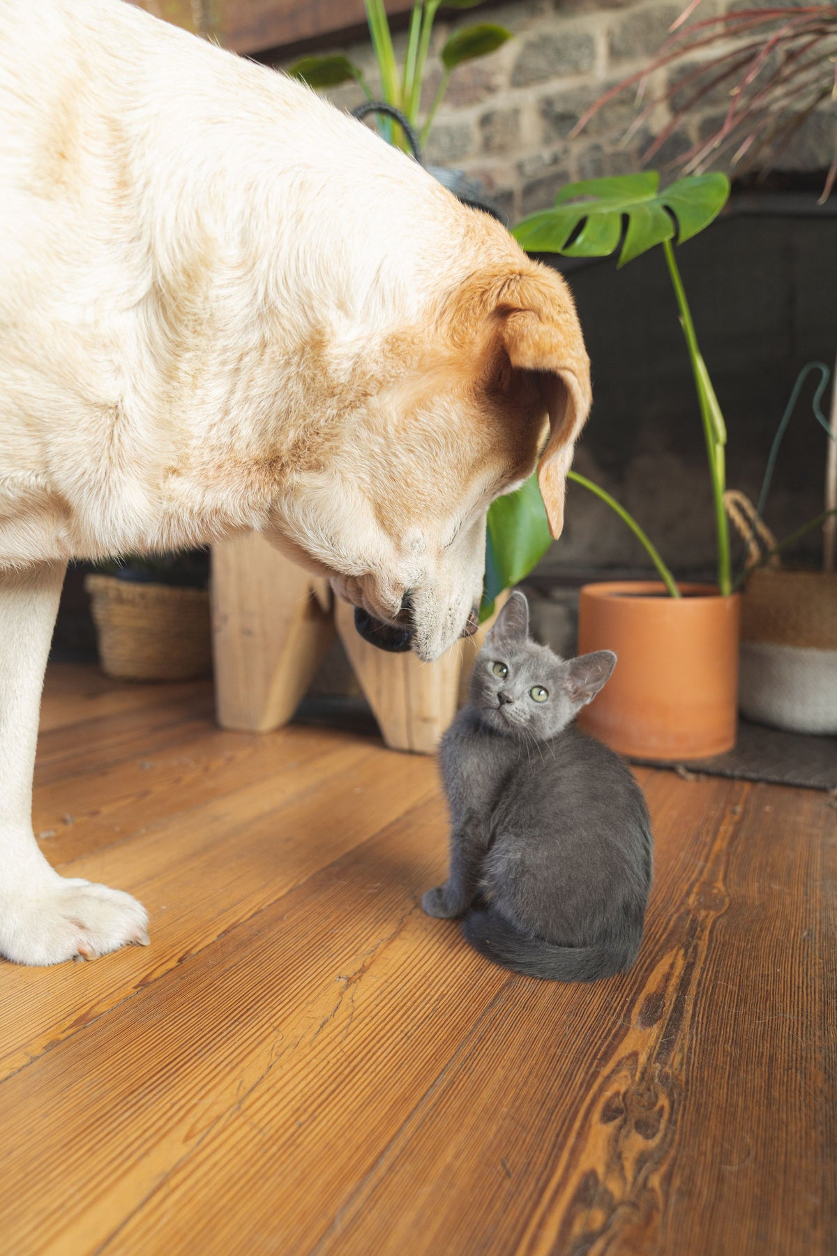 Un chien et un chaton se rencontrent dans un salon lumineux