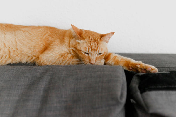 Chat roux endormi sur le dossier d'un canapé